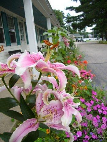 White Trellis Motel Норд Конуей Екстериор снимка