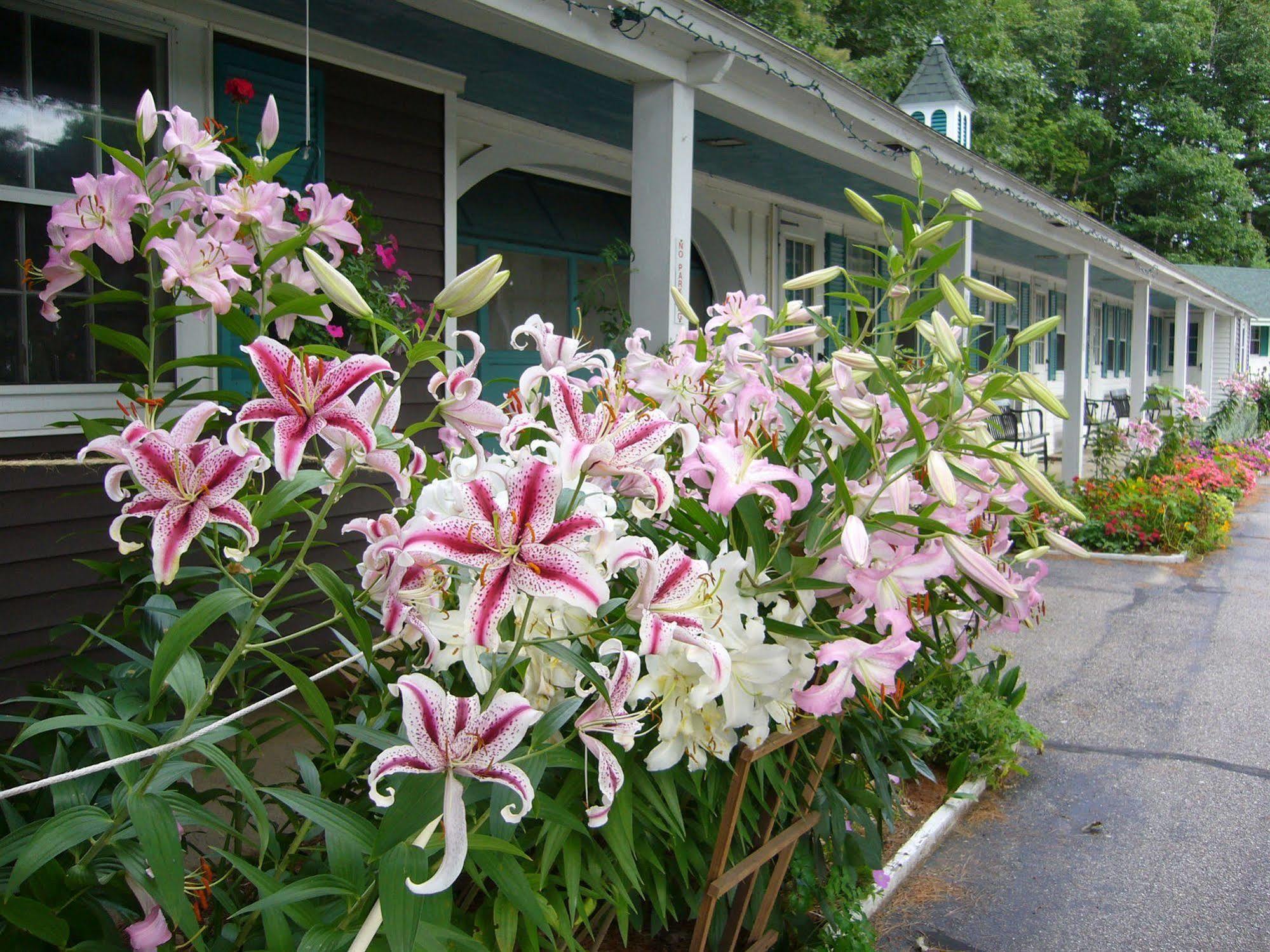 White Trellis Motel Норд Конуей Екстериор снимка